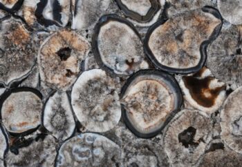 Chocolate Giant Detail