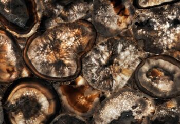 Chocolate Giant Detail Backlit