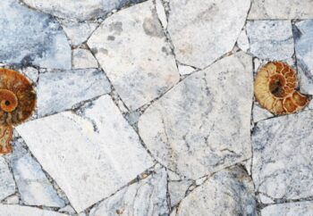 Moss Ammonites Detail