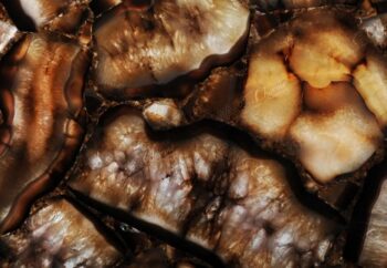 Phoenix Giant Detail Backlit